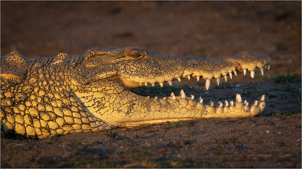 Sundown Predator